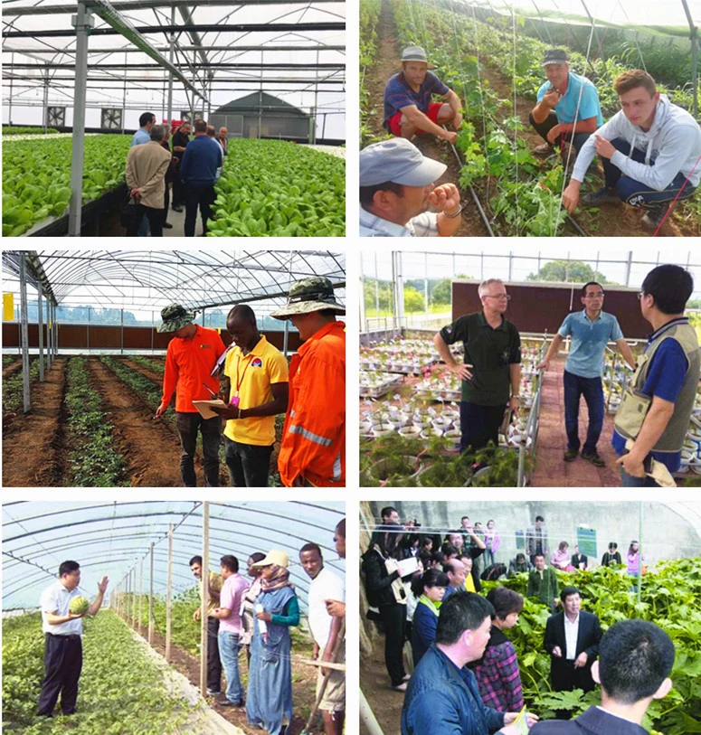 Agricultural Planting/Sightseeing and Demonstration Greenhouse Glass Greenhouse