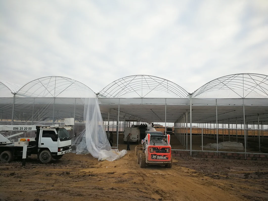 Low Cost Commercial Vegetables Plastic Film Tunnel Greenhouse with Hydroponic