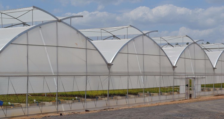 Commercial/Agricultural/Farming/Breeding Gothic Multi-Span Po/PE Film Greenhouse with Hydroponic/Irrigation/Ventilation