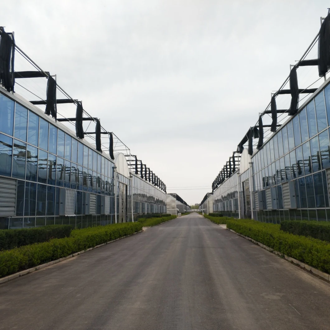 Multi-Span Commercial Glass Greenhouse with Hydroponic Systems for Cucumbers