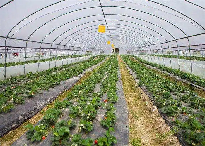 Agriculture Multi Span/Single Span Tunnel Plastic Film Greenhouse with Irrigation/Hydroponic/Shading/Cooling System