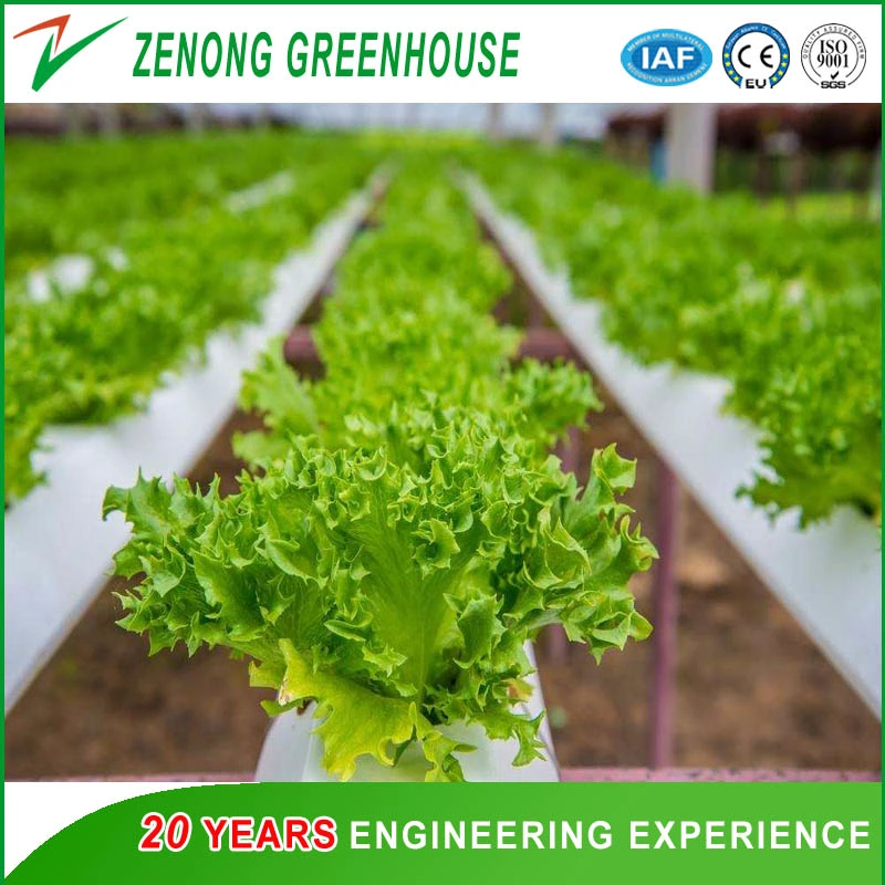 Modern Agriculture Vegetable Film Greenhouse for Lettuce/Salad Planting