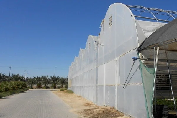 Po Film Agriculture Polycarbonate Hydroponics Greenhouse for Tomato Planting