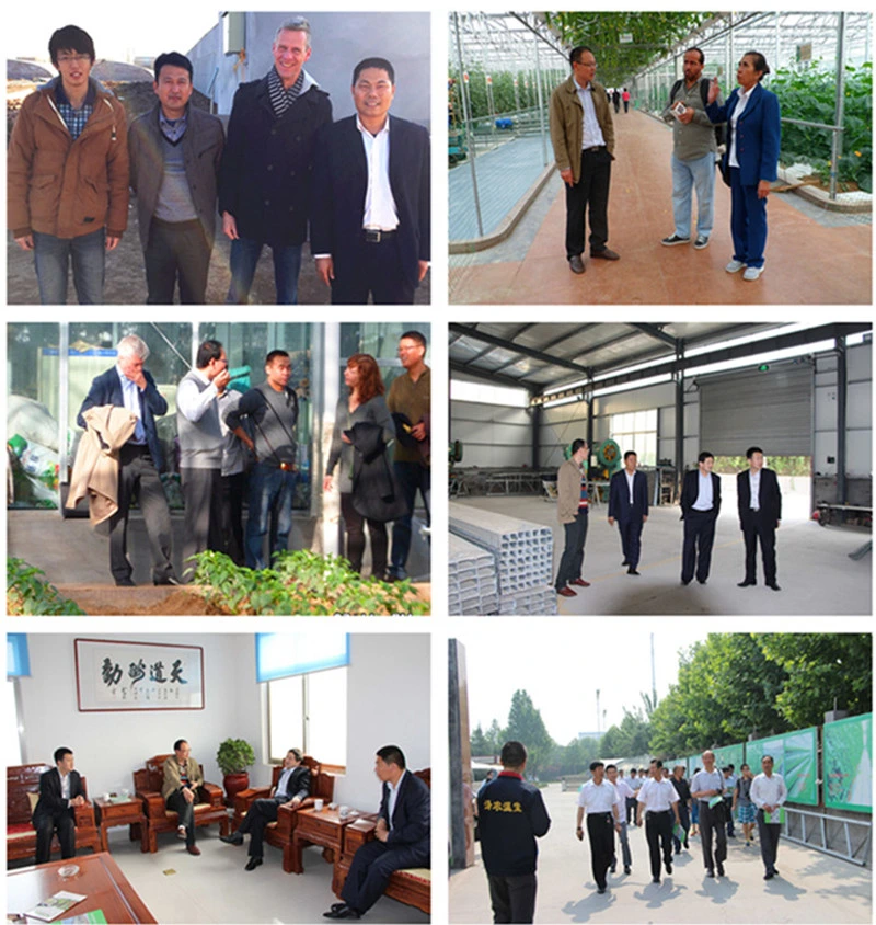 Large Size Multispan Arch Type Plastic Film Covered Greenhouse for Tomato/Cucumber/Melon/Strawberry
