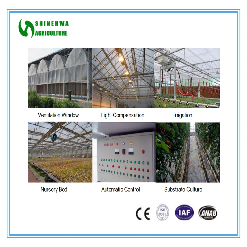 Agricultural Plastic Multi-Span Arch Type Film Hydroponic/Aquaponic Greenhouse