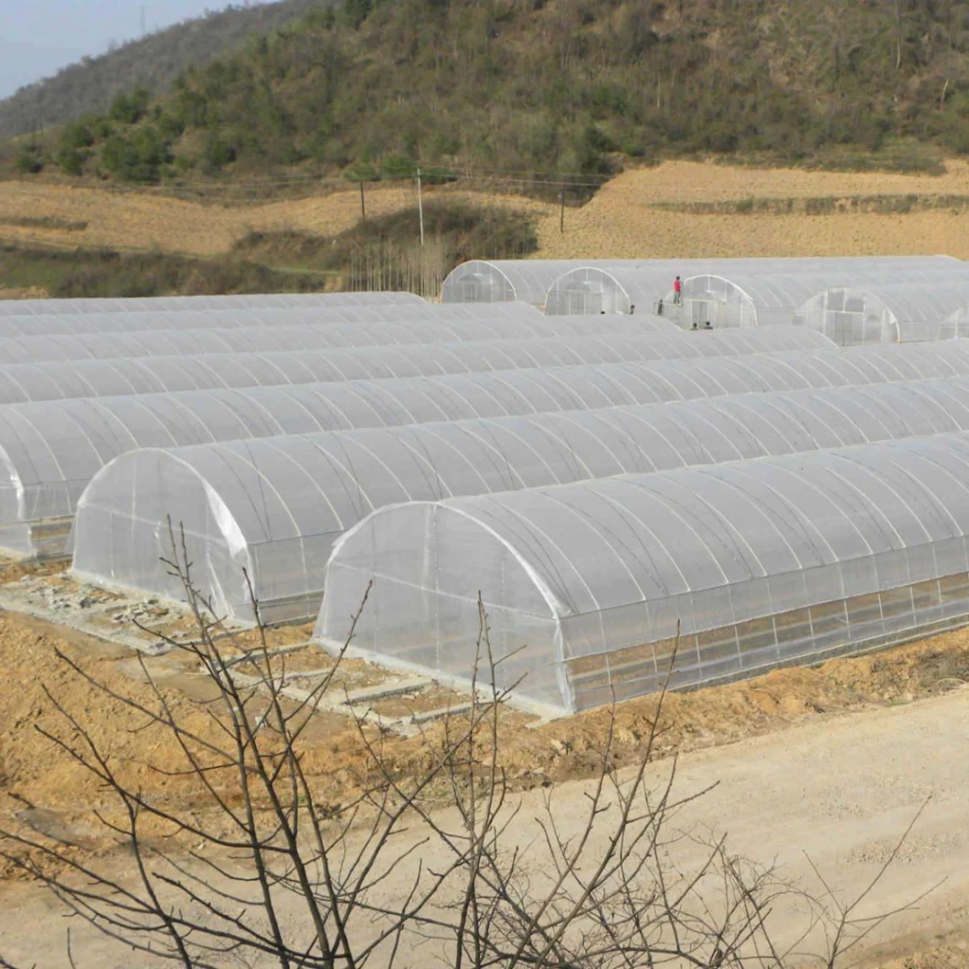 Agriculture Multi Span/Single Span Tunnel Plastic Film Greenhouse with Irrigation/Hydroponic/Shading/Cooling System