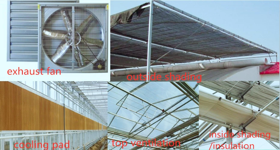 Top Quality Double Layer Hollow PC Greenhouse with Top Ventilation System for Seed Breeding