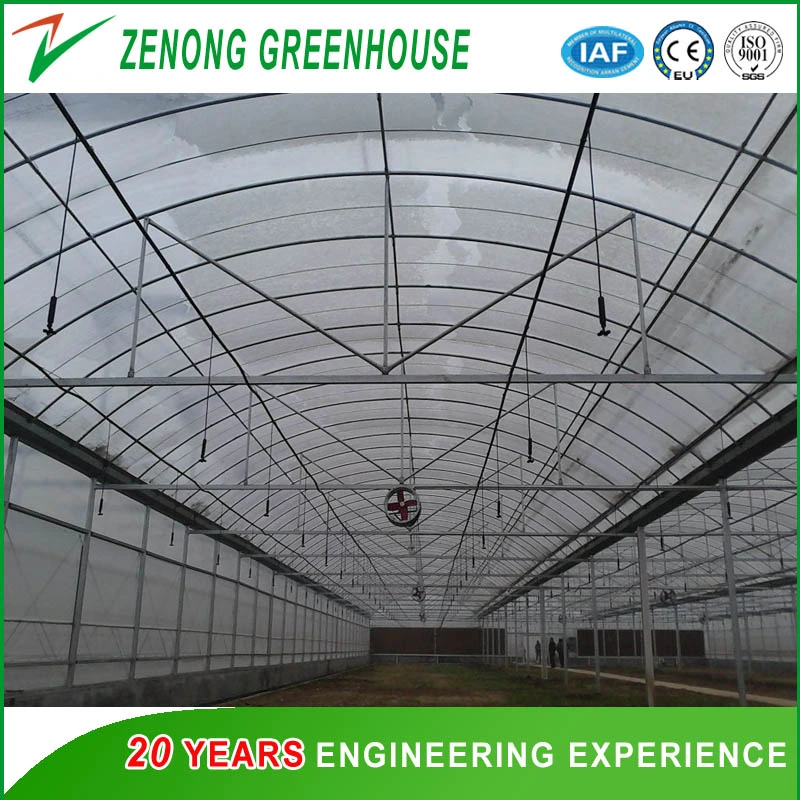 Large Size Multispan Plastic Film Covered Arch Greenhouse for Tomato/Cucumber/Melon/Strawberry