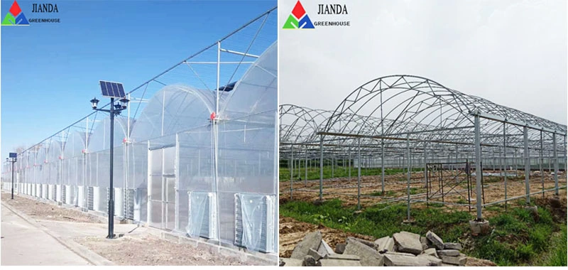 Large Size Multi-Span Arch Plastic Film Greenhouse Tomato Greenhouse