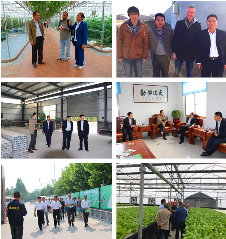 Agricultural Planting/Sightseeing and Demonstration Greenhouse Glass Greenhouse