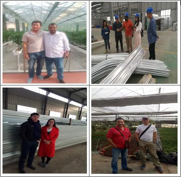 Commercial Agriculture Productive Hydroponic Grow System Venlo Glass Greenhouse