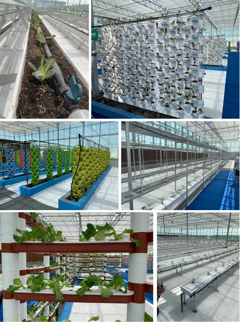 Xinhe Agricultural Multi-Span Plastic Multi-Span Film Greenhouse