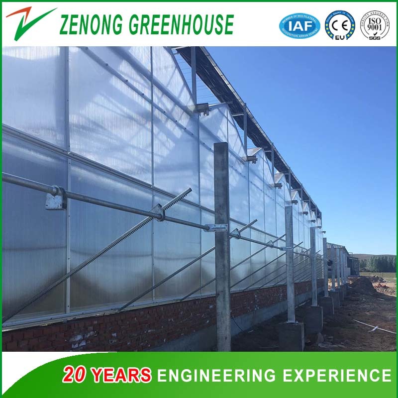 Organic Vegetables/Melons/Cucumber Cultivated Inside Greenhouse/Polycarbonate Greenhouse for Sale