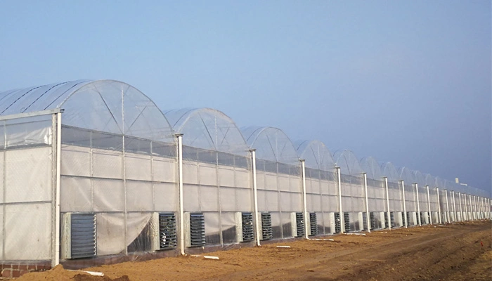 Multi Span Industrial Greenhouse with Hydroponic System Made in China