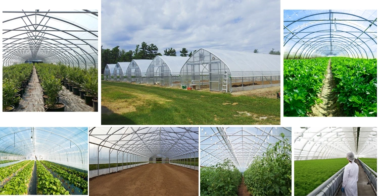 High Large Plastic Solar Tunnel Single-Span Hydroponics Grow Light Greenhouses