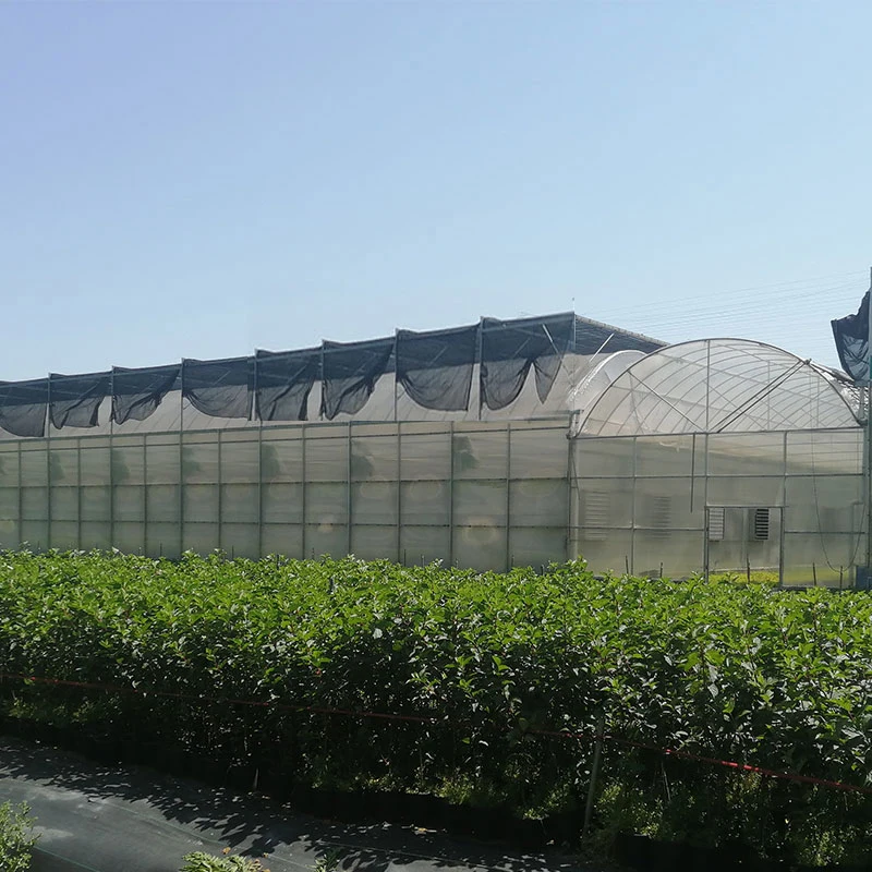 Smart Agricultural Plastic Film Greenhouses for Sale