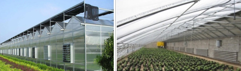 Multi-Span Plastic Film Agriculture Hydroponics Greenhouse for Garden/Vegetable/Cucumber