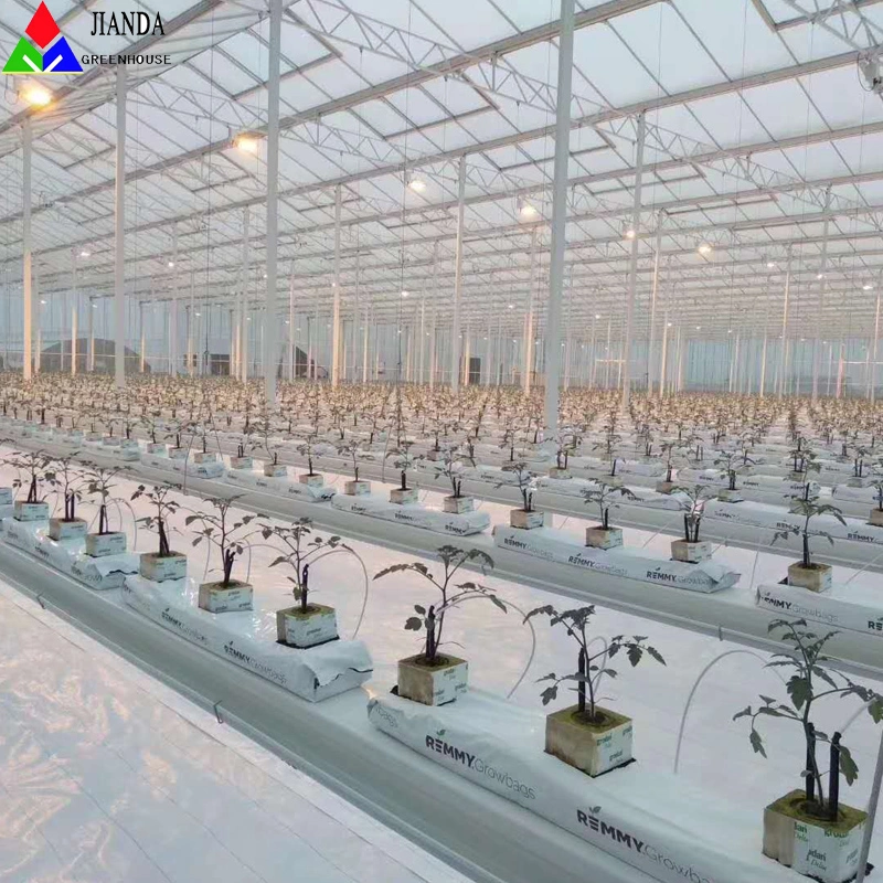 Venlo Glass Greenhouses with Hydroponics System for Tomorrow/Strawbelly