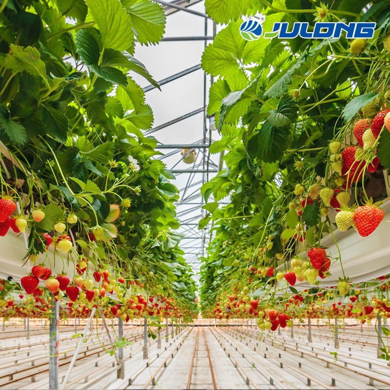 Agriculturl Plastic Film Greenhouse with Drip Irrigation System for Tomato/Lettuce/Cherry/Cucumber Planting