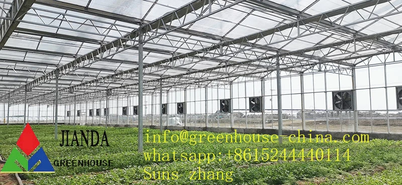 Venlo Roof Polycarbonate Greenhouse Panels Toughened Glass Greenhouse