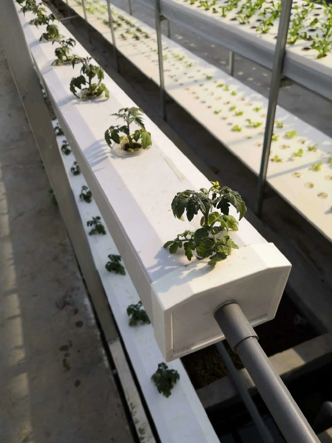 Low Cost PVC Planting Trough Hydroponics for PC Polycarbonate Greenhouse