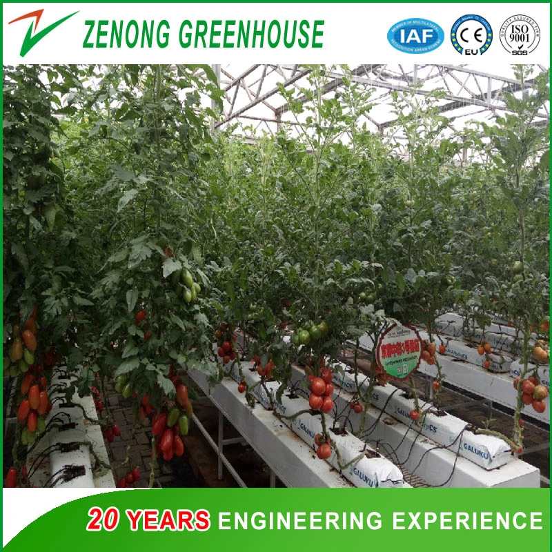 Large Size Multi-Span Glass Greenhouse Tomato Greenhouse Strawberry Greenhouse