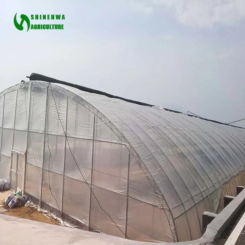 Agricultural Plastic Single-Span Film Greenhouse Tunnel Greenhouse with Shading System