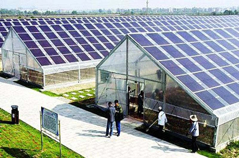 Agriculture Environmental Photovoltaic Panels Greenhouse for Vegetables/Cucumbers/Tomato/Flower/Garden/Salad