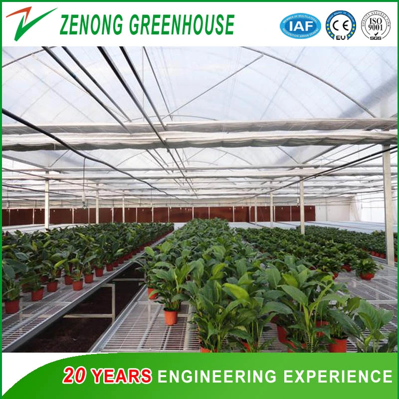 Low Cost Hot Sale Agricultural/Commercial Plastic Film Greenhouse Philippines