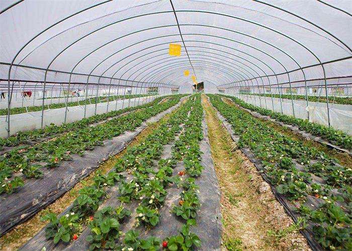 Commercial/Agricultural Strawberry Single Span Greenhouse with Cooling/Irrigation/Shading/Heating/Hydroponic Growing System