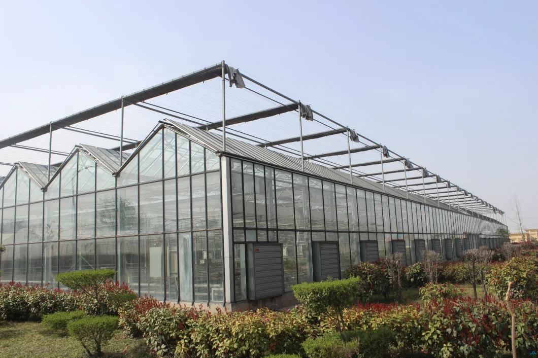 Multi-Span Steel Frame/Aluminum Profile Glass Greenhouse for Flower
