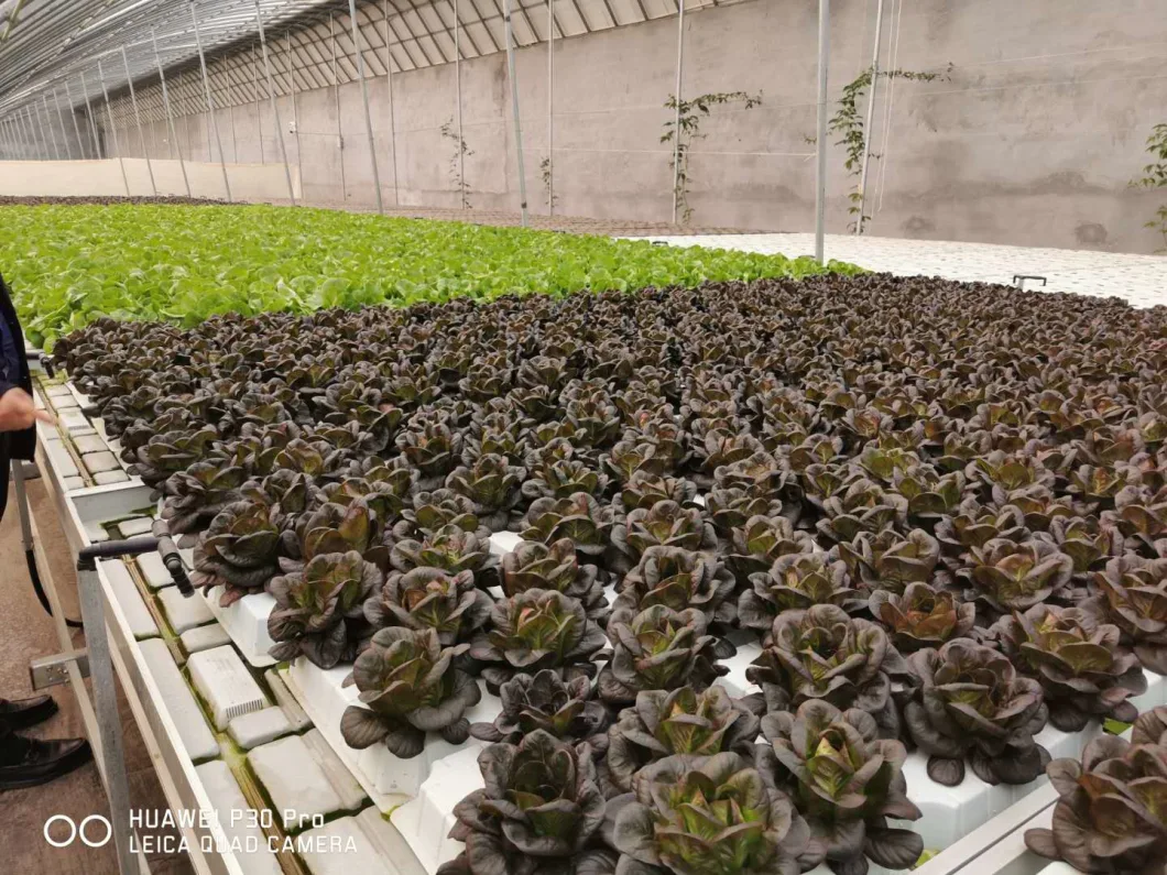 Medical Growing Light Deprivation Greenhouse with Blackout System