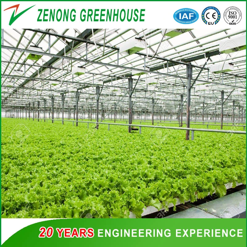 Modern Agriculture Vegetable Greenhouse Glass Greenhouse for Lettuce