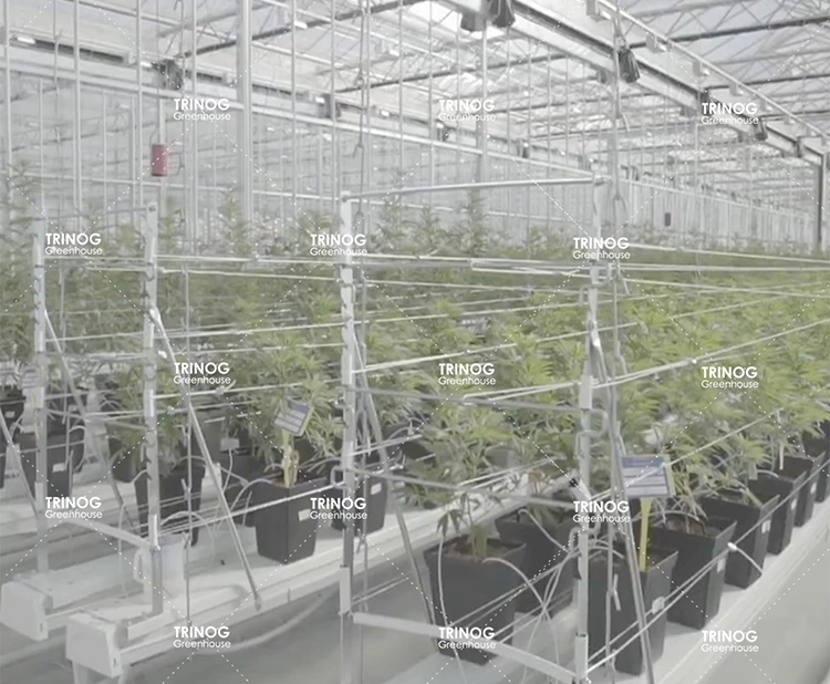 Full automated blackout shading greenhouse for medical hemp planting