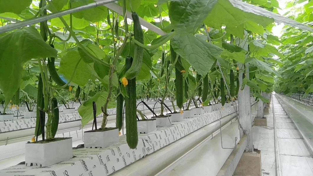 Economical and Practical Film Tunnel Greenhouse with Hydroponics System for Rose/Tomato/Strawberry/Lettuce/Cucumber Planting