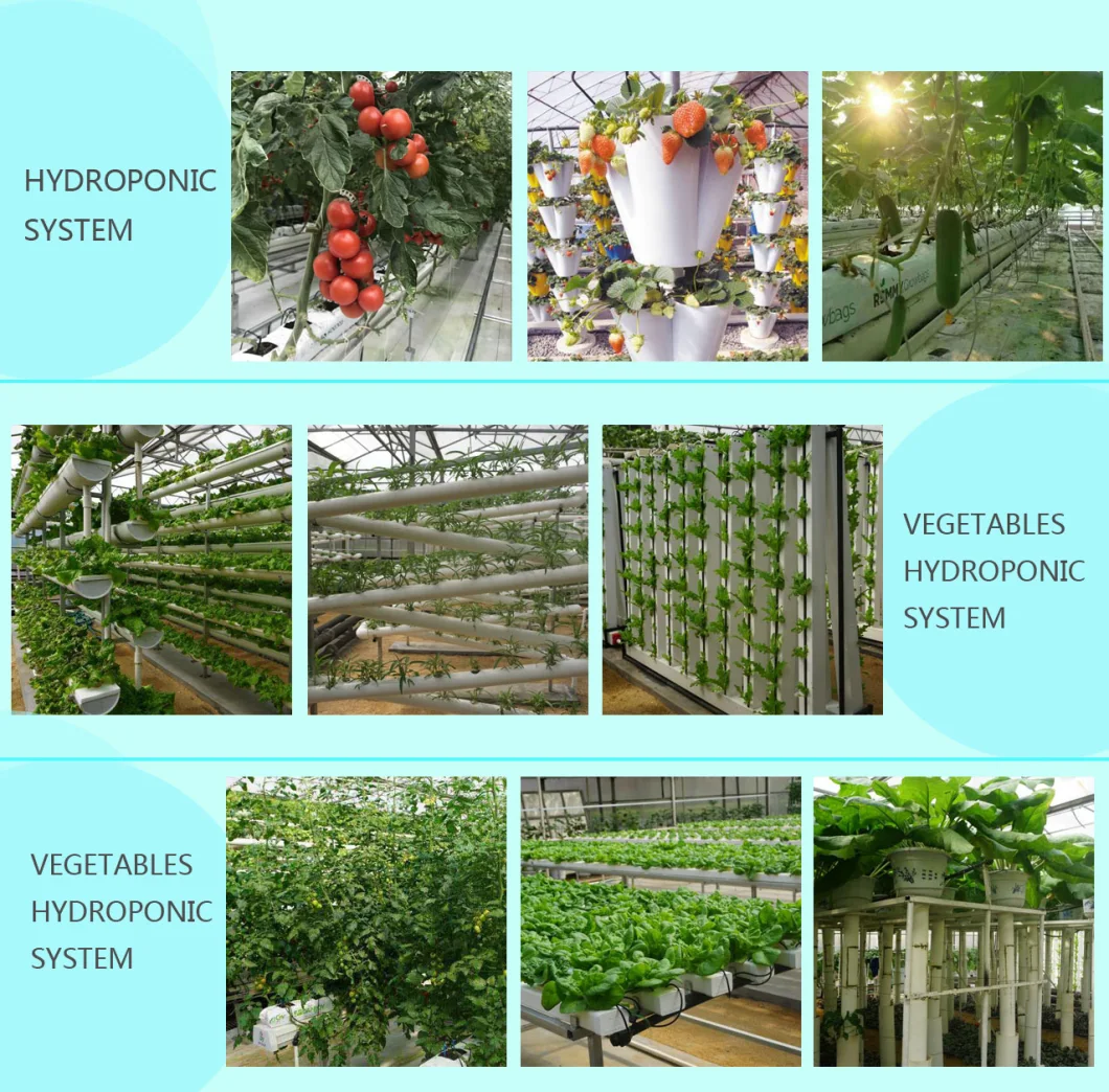 Multi-Span Tunnel Arch Type Po Film Plastic Greenhouse for Tomato Cucumber Strawberry Hydroponics Growing
