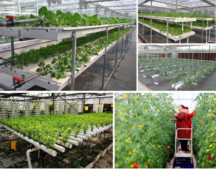 Hot Sale and High Quality Durable Commercial Venlo Glass Greenhouse