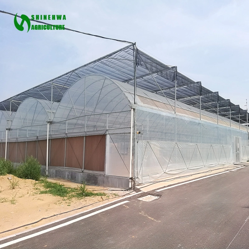 Poly Tunnel Greenhouse with Greenhouse Film for Commercial Agricultural