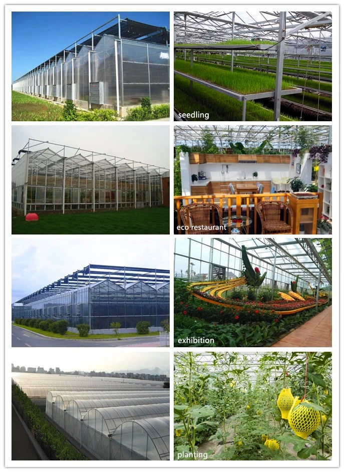 Multi-Span PC Board Greenhouse for Vegetable/Flower Seed Breeding