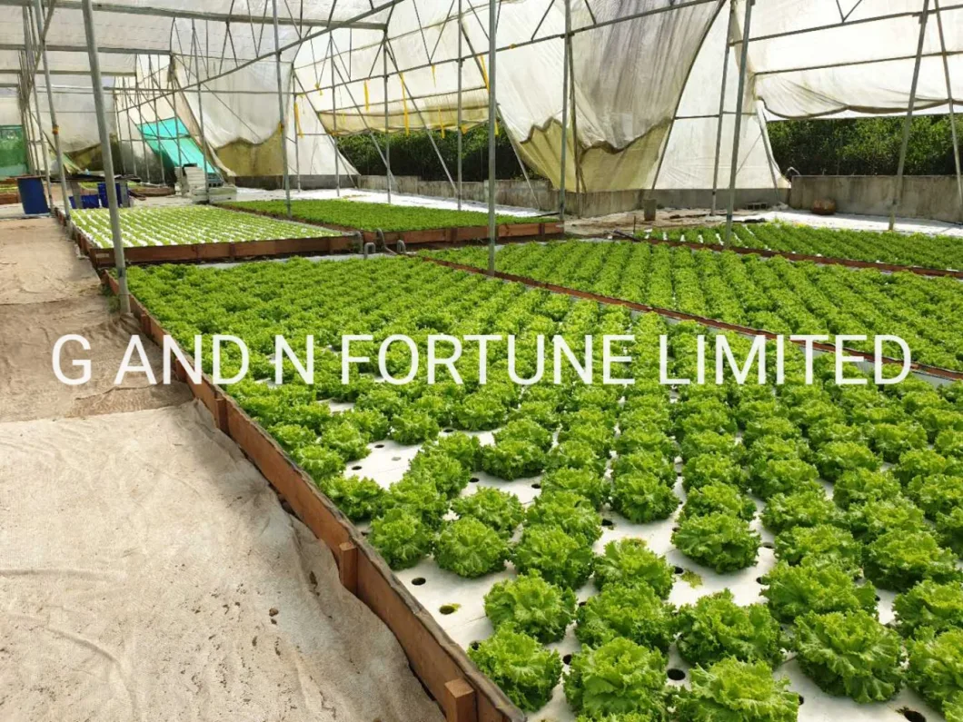 XPS Polystryren Board for Hydroponic Plant Growing Lettuce Vegetables Greenhouse Dwc Planting Foam Floating Plate