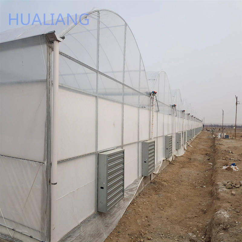 Multi-Span Greenhouses with Coconut Coir System for Tomato and Cucumber