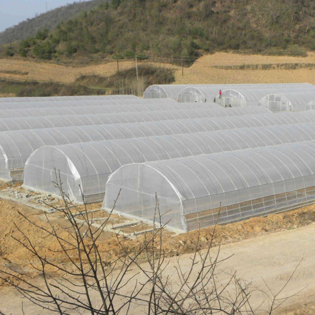 High Tunnel/Gothic/ Single Span Green House with Hydroponic/Shading/Cooling/Irrigation/Heating/Ventilation System