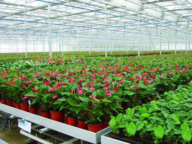 Venlo Glass Greenhouse for Vegetable Tomato Strawberry Cucumber Pepper