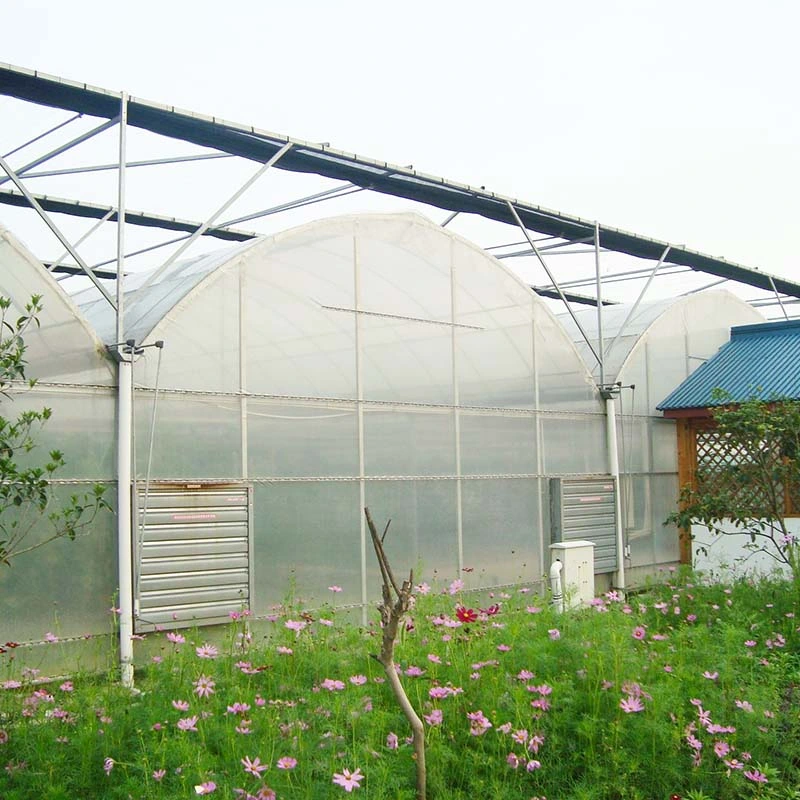 Multi Span Agriculture Plastic Film Vegetable Greenhouse