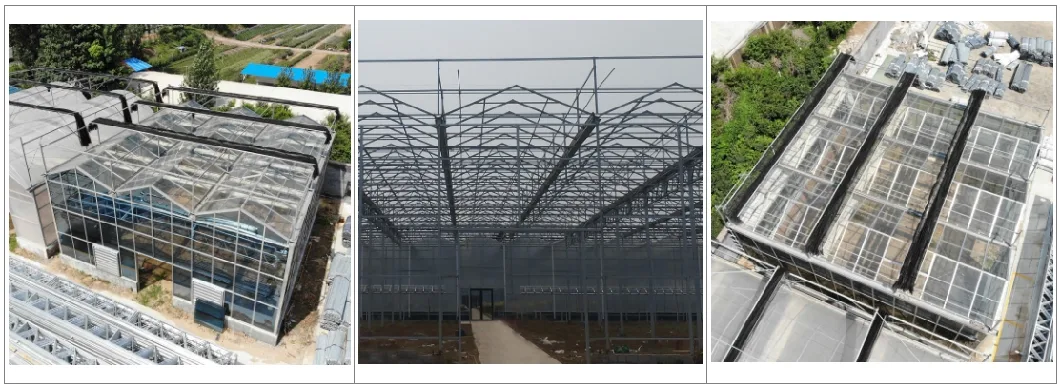 Venlo Glass Greenhouse for Tomato Cucumber Flower Horticulture