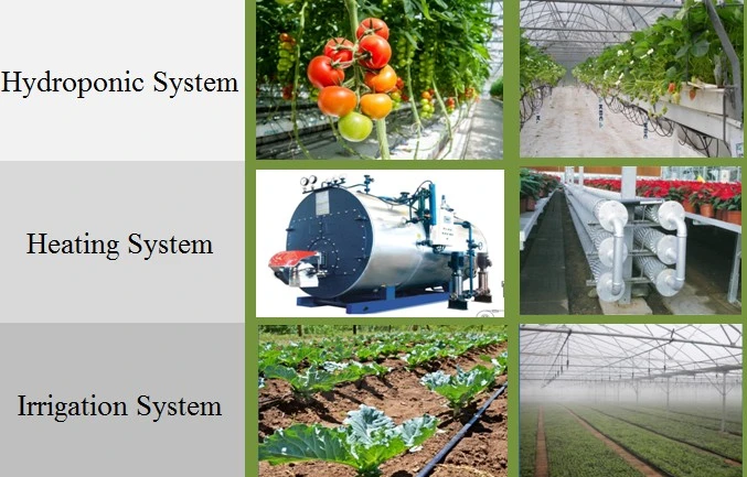 Chinese Cheap Tomato/Strawberry/Lettuce Hydroponic Plastic Film Greenhouse