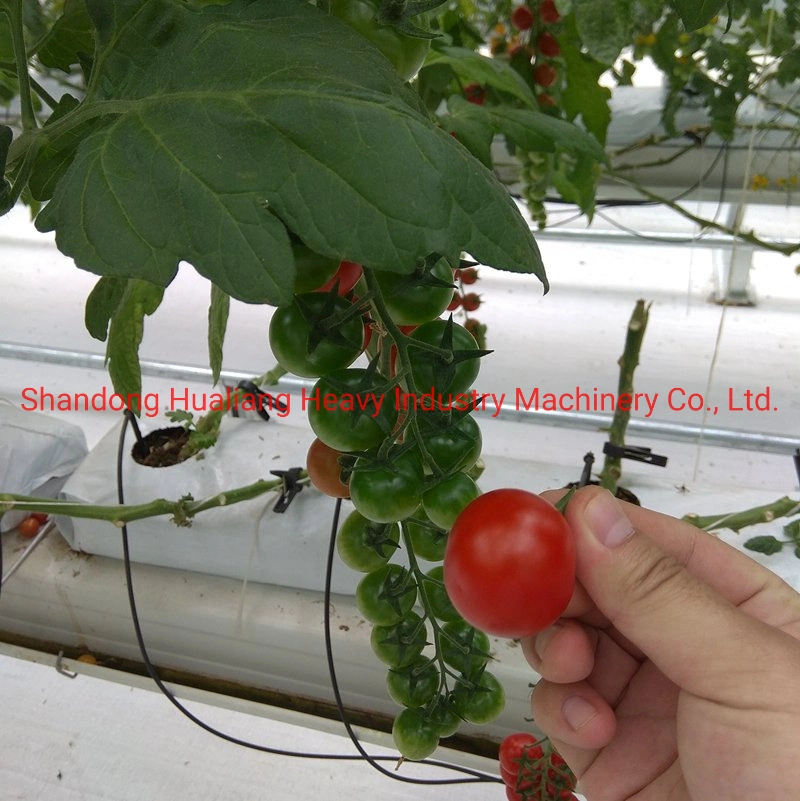 Customized Agricultural Multi Span Film Greenhouse for Growing Tomato/Cucumber/Orchid