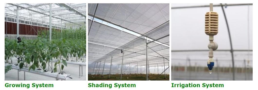 Agriculture Inner Shading System Cooling Film Multi-span Greenhouse for Vegetable