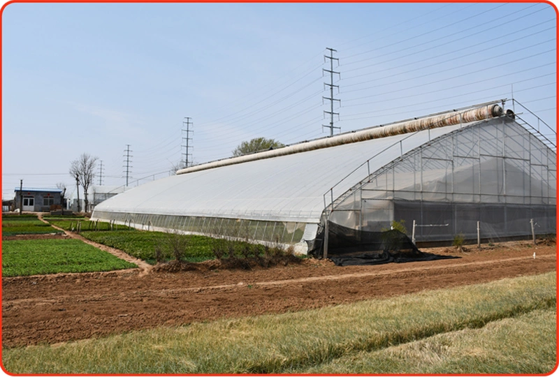 Low Cost Single Layer Film Single Span Greenhouse for Sale