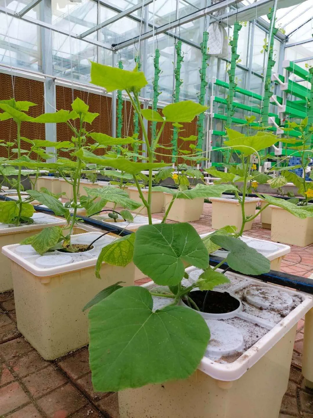 Supply Growing Cucumber Tech in Film Greenhouse